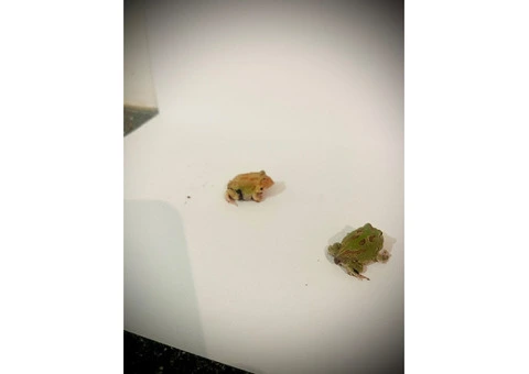 Baby pac man frogs CB25 - 4/9
