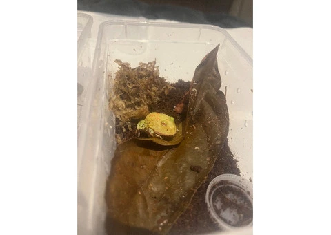 Baby pac man frogs CB25 - 1/9