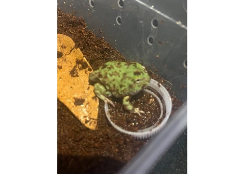 Baby pac man frogs CB25 - 9/9