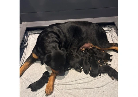 ROTTWEILER PUPPIES. KC REGISTERED. FREE INSURANCE. - 1/6