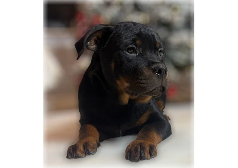 ROTTWEILER PUPPIES. KC REGISTERED. FREE INSURANCE. - 2/6