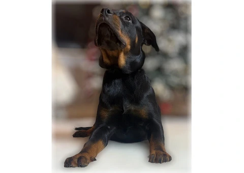 ROTTWEILER PUPPIES. KC REGISTERED. FREE INSURANCE. - 3/6