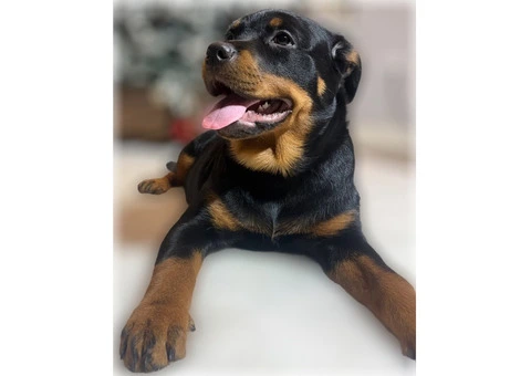 ROTTWEILER PUPPIES. KC REGISTERED. FREE INSURANCE. - 4/6