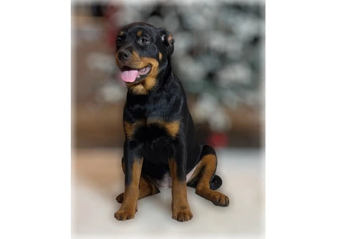 ROTTWEILER PUPPIES. KC REGISTERED. FREE INSURANCE. - 5/6