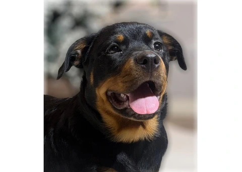 ROTTWEILER PUPPIES. KC REGISTERED. FREE INSURANCE. - 6/6