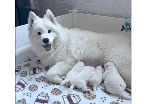 Adorable White Samoyed Puppies – Family Raised in the UK