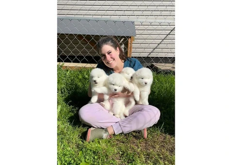 Adorable White Samoyed Puppies – Family Raised in the UK - 2/2