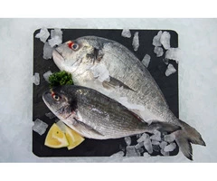Fish and Seafood delivered to your door Nationwide!