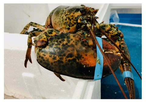 Fish and Seafood delivered to your door Nationwide! - 3/10