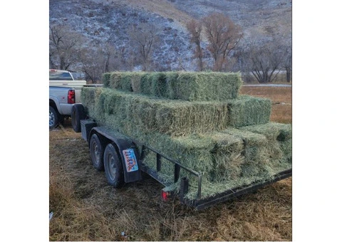 HORSE QUALITY ALFALFA HAY