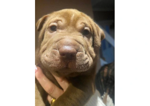 Shar Pei - 1/4