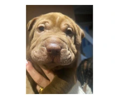 Shar Pei