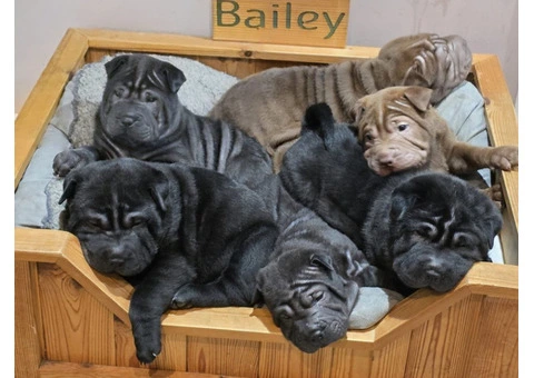 Shar Pei - 2/4