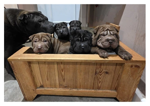 Shar Pei - 3/4