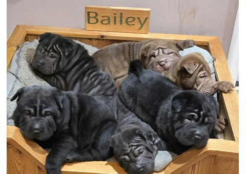 Shar Pei - 4/4