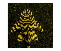 Discus and plecos