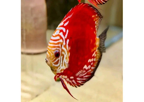 Discus and plecos - 3/6