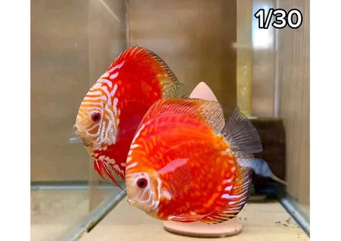 Discus and plecos - 4/6
