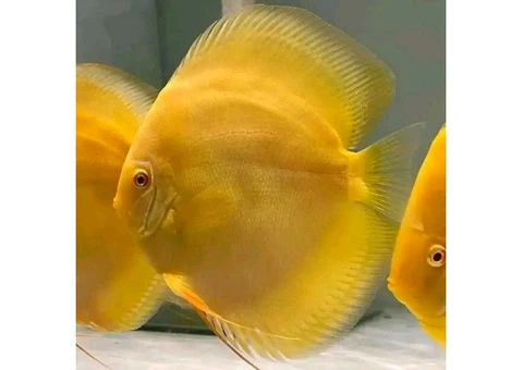 Discus and plecos - 5/6