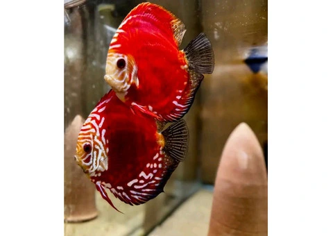 Discus and plecos - 6/6