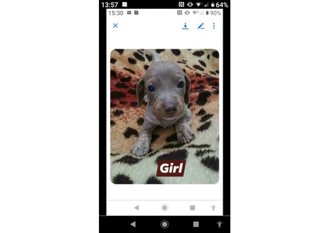 Miniature Dachshund puppies for sale - 1/5