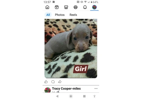 Miniature Dachshund puppies for sale - 2/5
