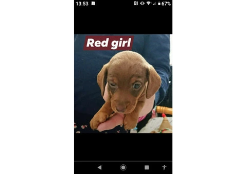 Miniature Dachshund puppies for sale - 5/5