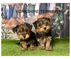 Yorkshire Terrier for Sale in Manchester From Breeders