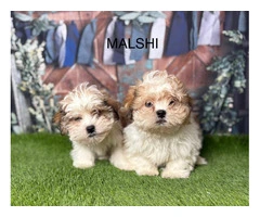 Malshi Puppies for Sale in Manchester From Licensed Breeders