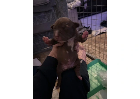 Staffordshire Cross Puppies – Ready 28 April - 1/30