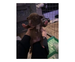 Staffordshire Cross Puppies – Ready 28 April