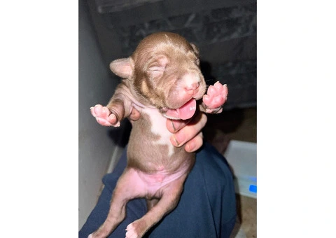 Staffordshire Cross Puppies – Ready 28 April - 2/30