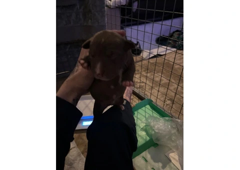 Staffordshire Cross Puppies – Ready 28 April - 3/30