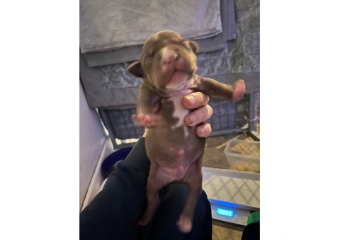Staffordshire Cross Puppies – Ready 28 April - 4/30