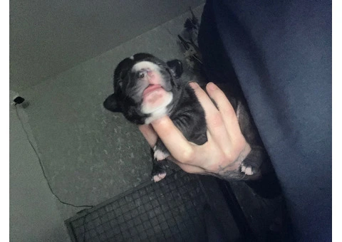Staffordshire Cross Puppies – Ready 28 April - 5/30
