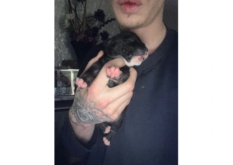 Staffordshire Cross Puppies – Ready 28 April - 6/30