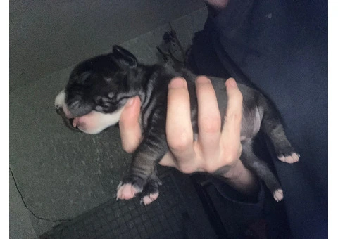 Staffordshire Cross Puppies – Ready 28 April - 7/30