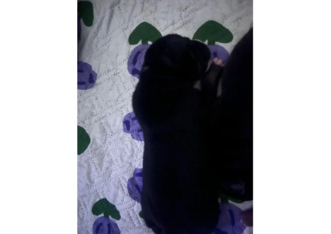 Staffordshire Cross Puppies – Ready 28 April - 8/30
