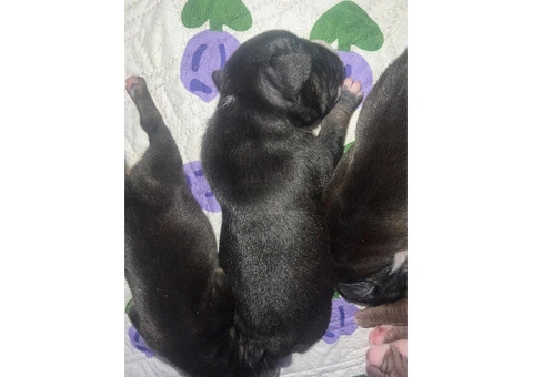 Staffordshire Cross Puppies – Ready 28 April - 9/30