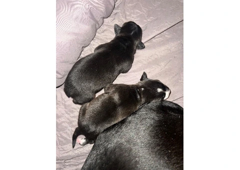Staffordshire Cross Puppies – Ready 28 April - 10/30