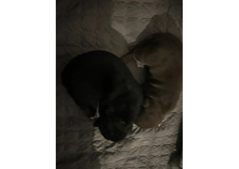Staffordshire Cross Puppies – Ready 28 April - 11/30