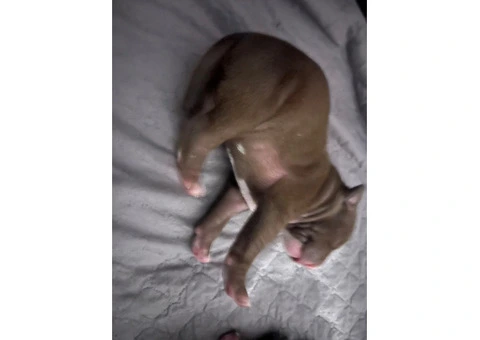 Staffordshire Cross Puppies – Ready 28 April - 12/30