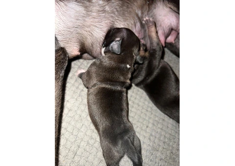 Staffordshire Cross Puppies – Ready 28 April - 13/30