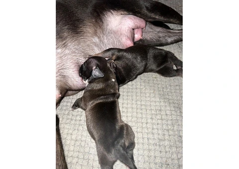 Staffordshire Cross Puppies – Ready 28 April - 14/30