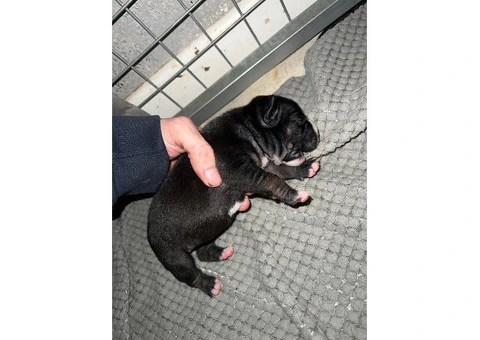 Staffordshire Cross Puppies – Ready 28 April - 15/30