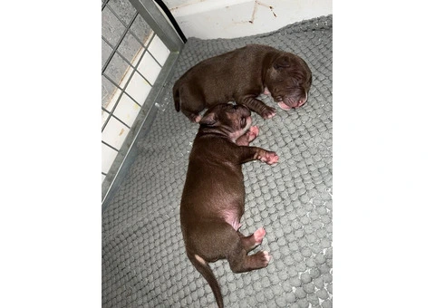 Staffordshire Cross Puppies – Ready 28 April - 16/30