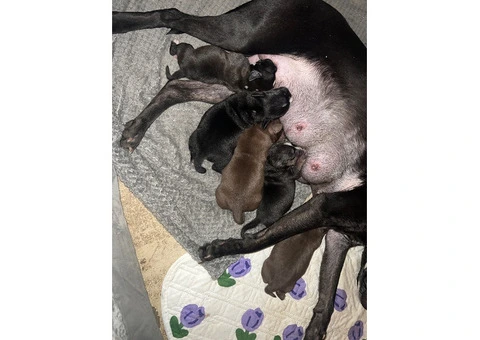 Staffordshire Cross Puppies – Ready 28 April - 17/30