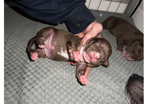 Staffordshire Cross Puppies – Ready 28 April - 18/30