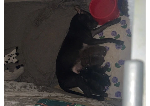 Staffordshire Cross Puppies – Ready 28 April - 19/30
