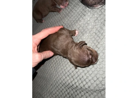 Staffordshire Cross Puppies – Ready 28 April - 20/30